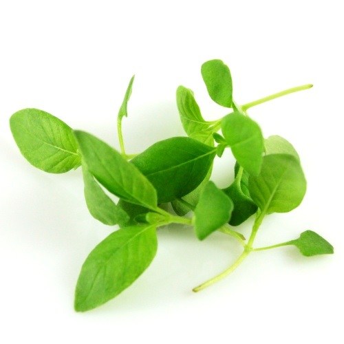 micro basil lemon